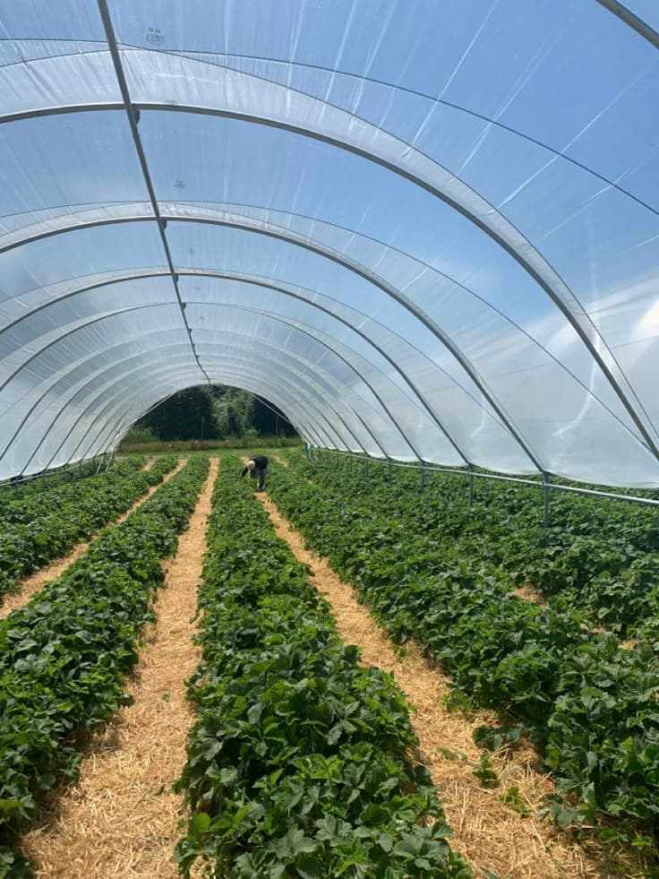 Serre Agricole
